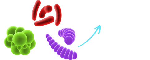 Bacteria